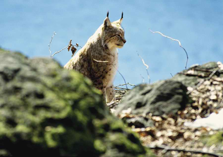 Wild Animals - PhotoAlto ></a>
<script language=JavaScript> 
  var txt = 
