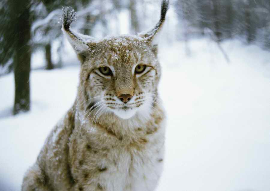 Wild Animals - PhotoAlto ></a>
<script language=JavaScript> 
  var txt = 