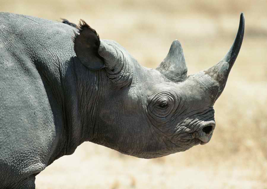 Wild Animals - PhotoAlto ></a>
<script language=JavaScript> 
  var txt = 