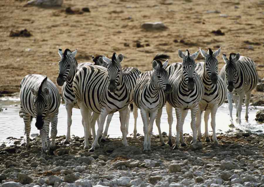 Wild Animals - PhotoAlto ></a>
<script language=JavaScript> 
  var txt = 