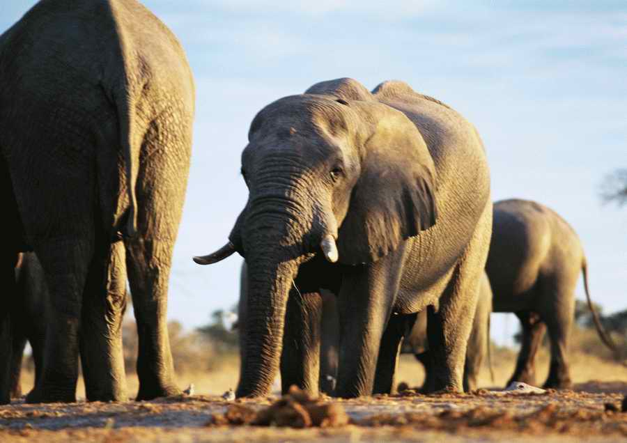 Wild Animals - PhotoAlto ></a>
<script language=JavaScript> 
  var txt = 