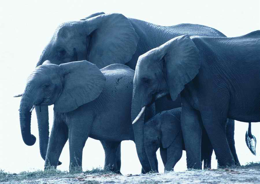 Wild Animals - PhotoAlto ></a>
<script language=JavaScript> 
  var txt = 