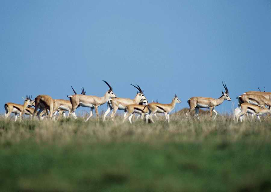 Wild Animals - PhotoAlto ></a>
<script language=JavaScript> 
  var txt = 