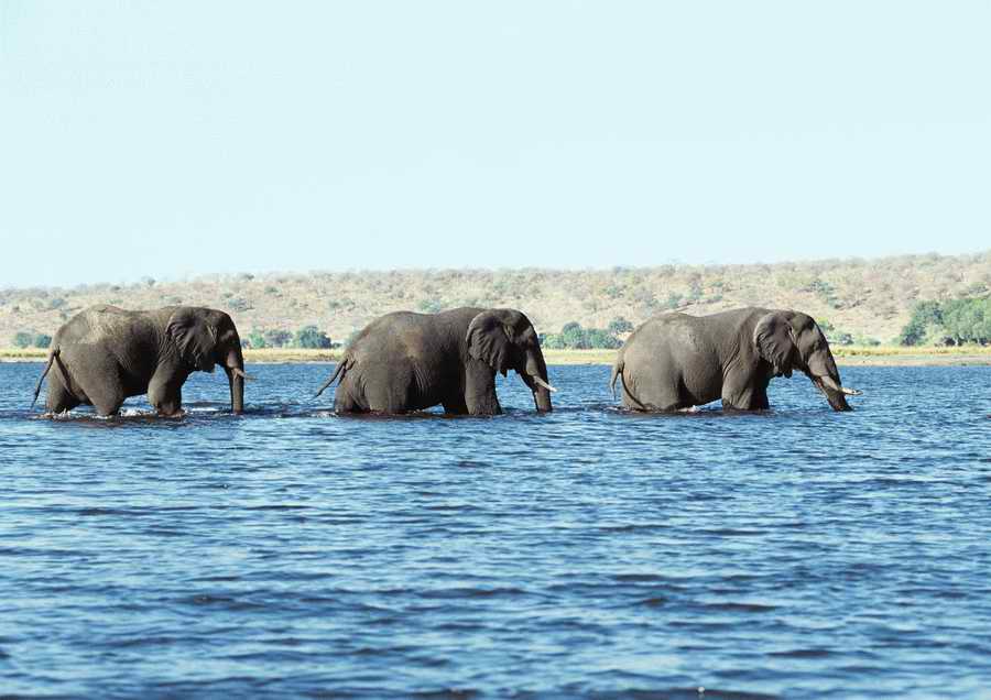 Wild Animals - PhotoAlto ></a>
<script language=JavaScript> 
  var txt = 