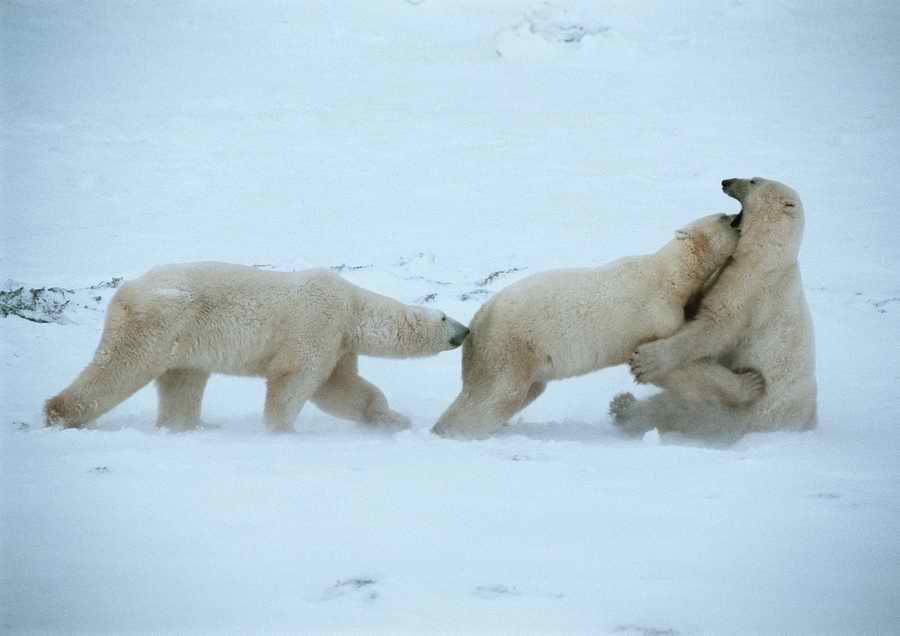 Wild Animals - PhotoAlto ></a>
<script language=JavaScript> 
  var txt = 