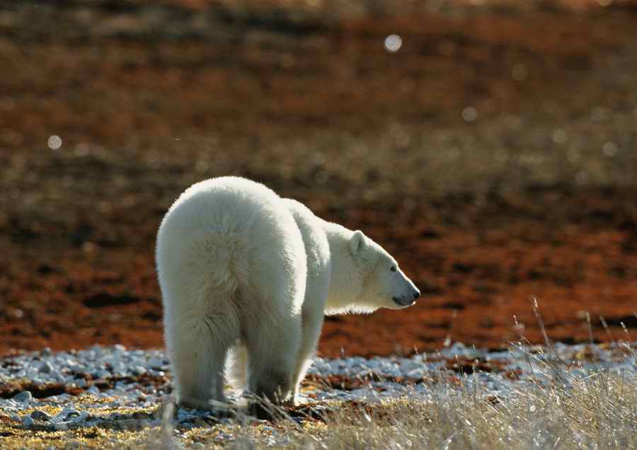 Wild Animals - PhotoAlto ></a>
<script language=JavaScript> 
  var txt = 