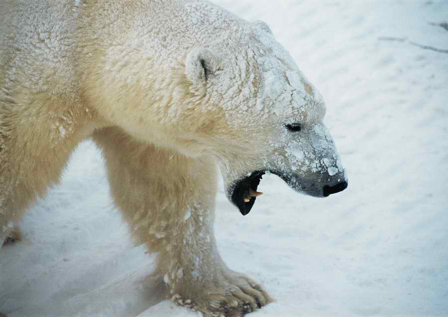 Wild Animals - PhotoAlto ></a>
<script language=JavaScript> 
  var txt = 