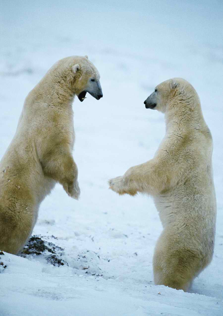 Wild Animals - PhotoAlto ></a>
<script language=JavaScript> 
  var txt = 
