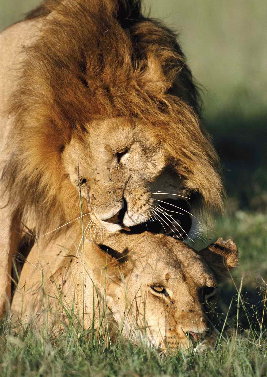 Wild Animals - PhotoAlto ></a>
<script language=JavaScript> 
  var txt = 