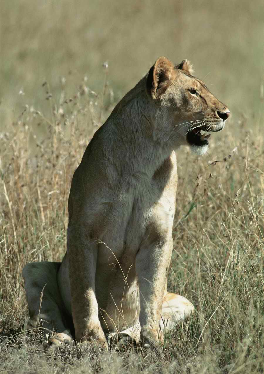 Wild Animals - PhotoAlto ></a>
<script language=JavaScript> 
  var txt = 