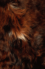 Photodisc Background Series: Animal Patterns 