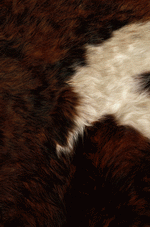 Photodisc Background Series: Animal Patterns 