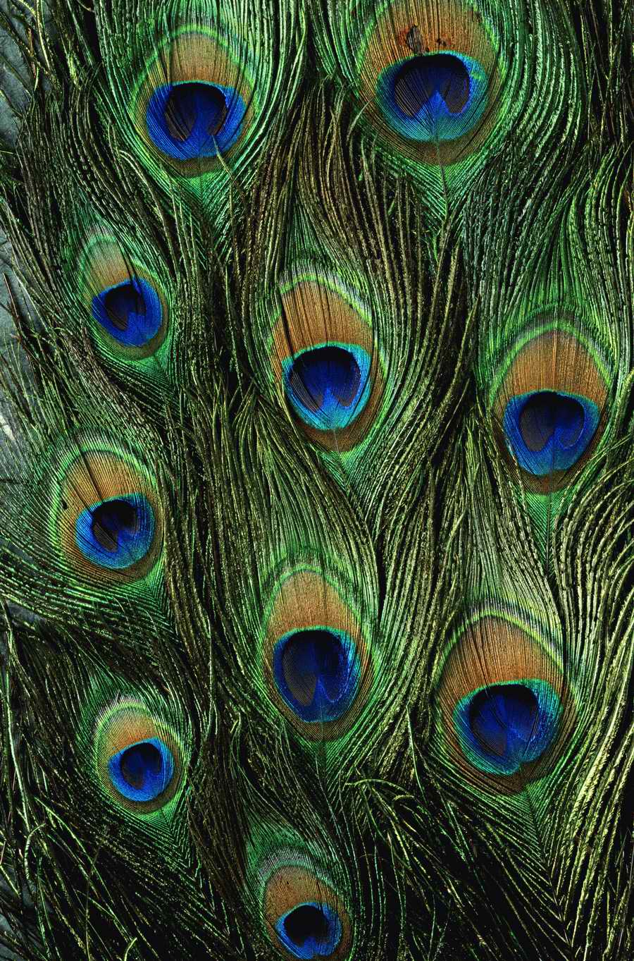 Animal Patterns - Photodisc Background Series ></a>
<script language=JavaScript> 
  var txt = 