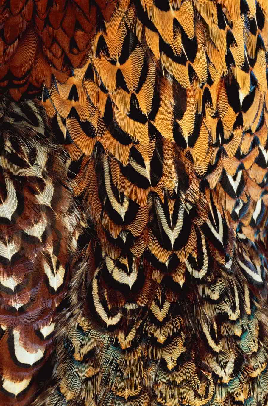 Animal Patterns - Photodisc Background Series ></a>
<script language=JavaScript> 
  var txt = 