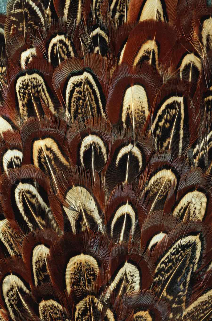 Animal Patterns - Photodisc Background Series ></a>
<script language=JavaScript> 
  var txt = 