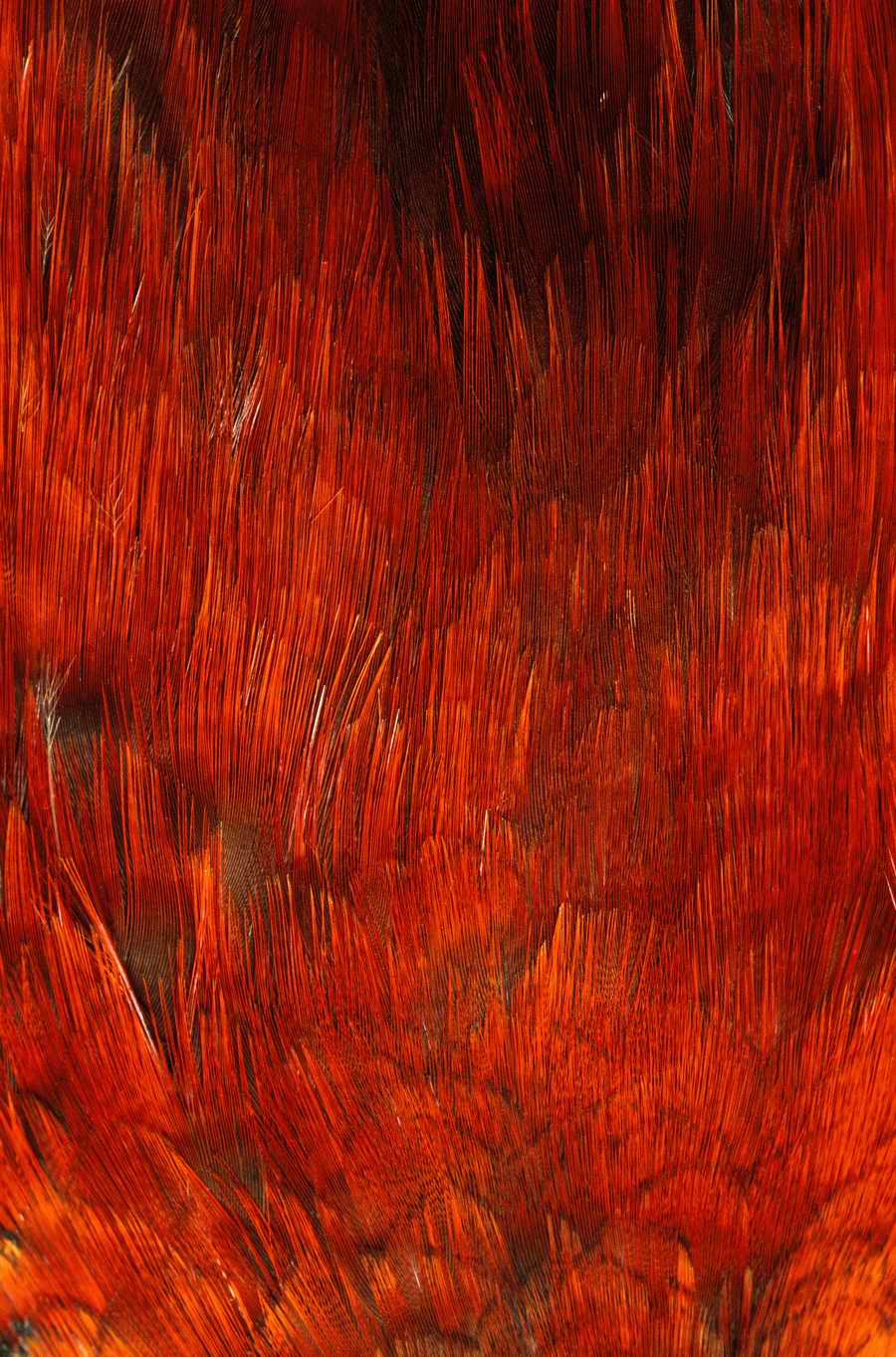 Animal Patterns - Photodisc Background Series ></a>
<script language=JavaScript> 
  var txt = 