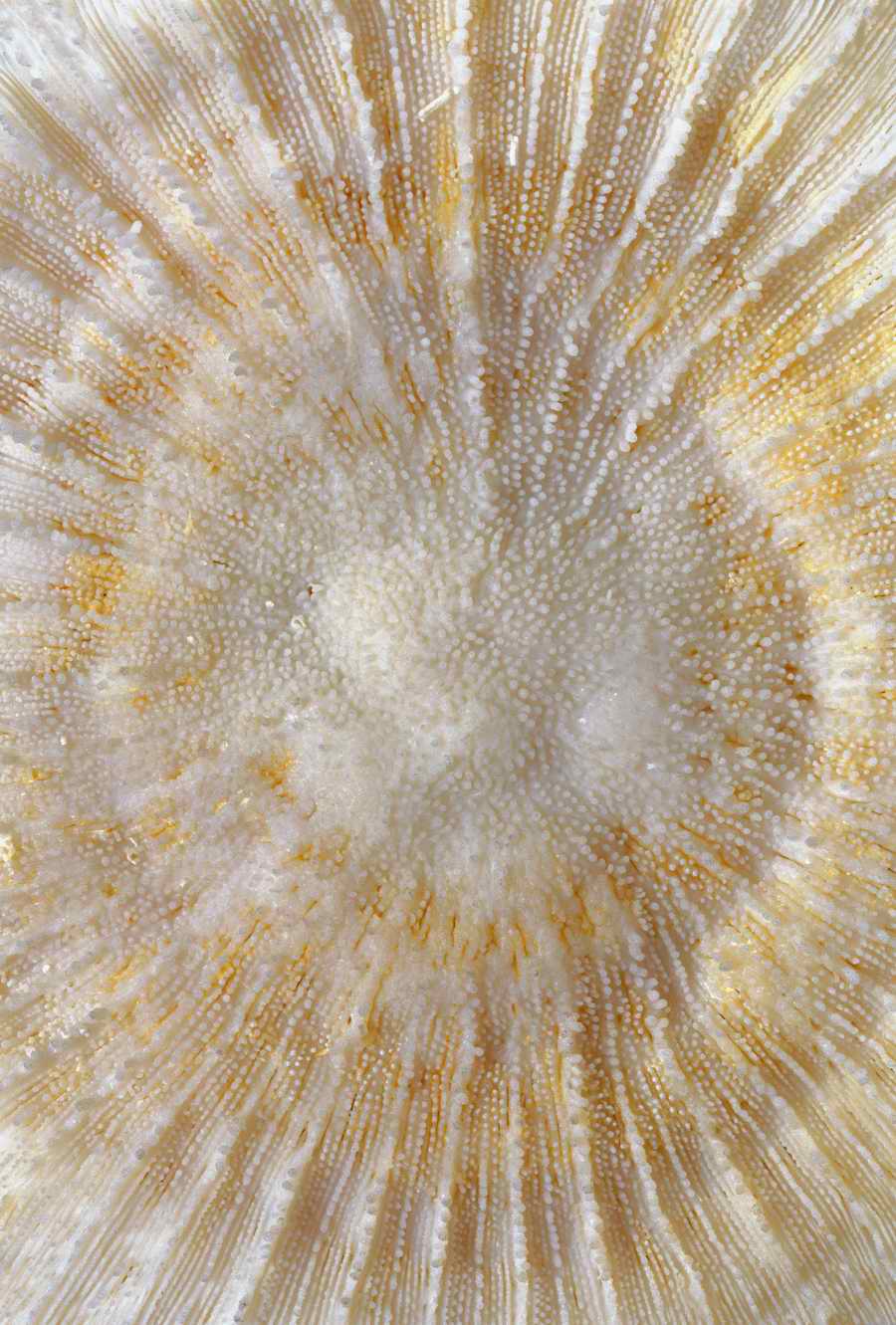 Animal Patterns - Photodisc Background Series ></a>
<script language=JavaScript> 
  var txt = 