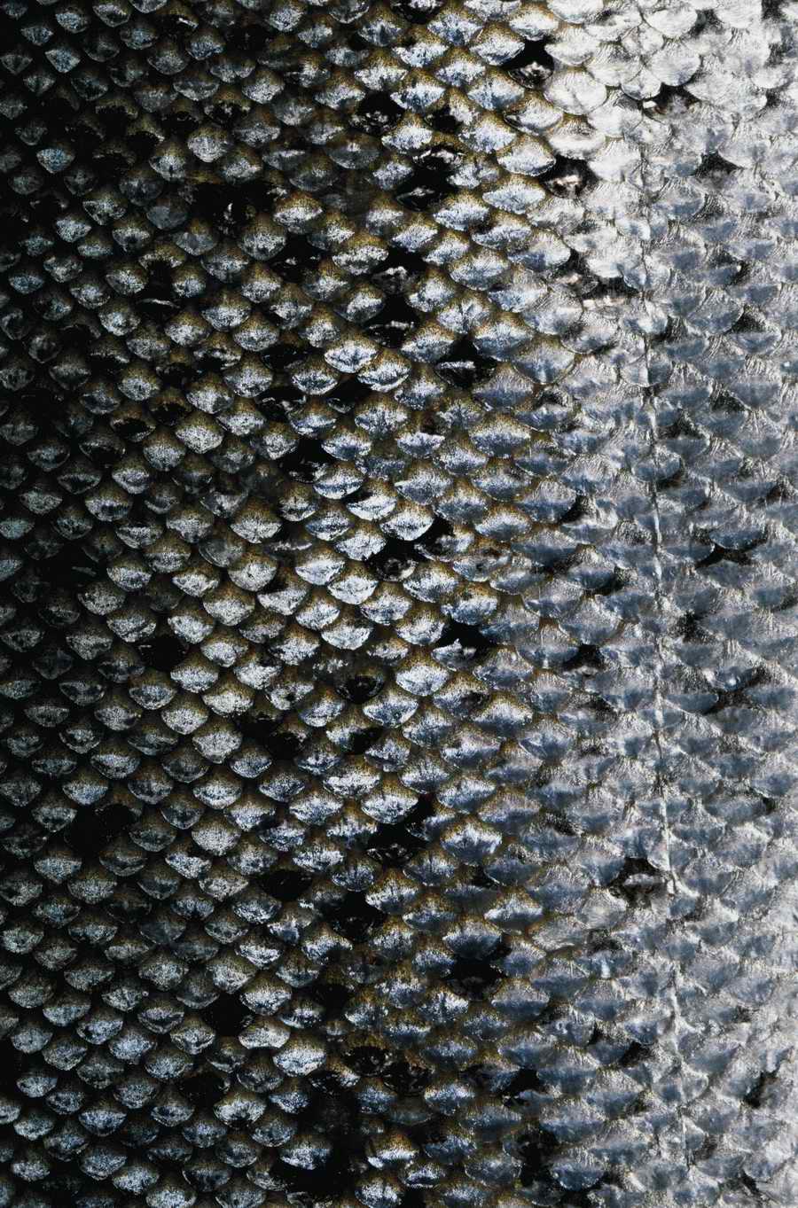 Animal Patterns - Photodisc Background Series ></a>
<script language=JavaScript> 
  var txt = 
