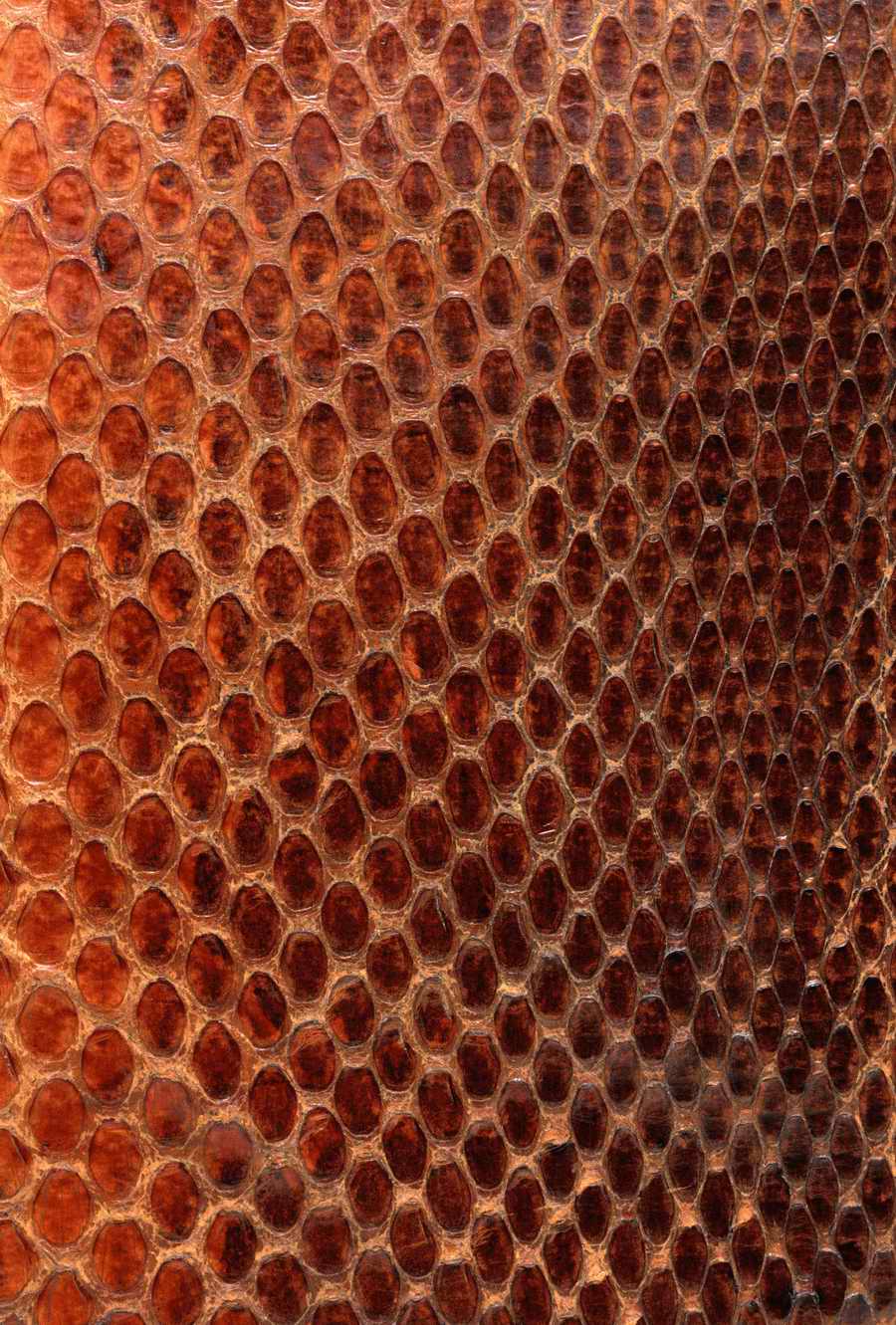 Animal Patterns - Photodisc Background Series ></a>
<script language=JavaScript> 
  var txt = 