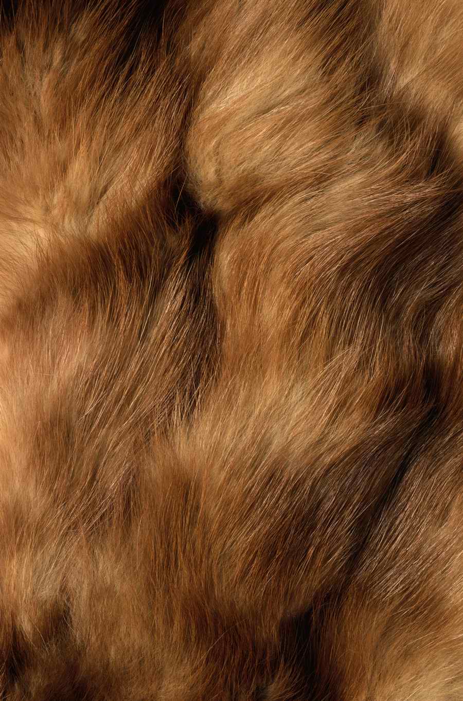 Animal Patterns - Photodisc Background Series ></a>
<script language=JavaScript> 
  var txt = 