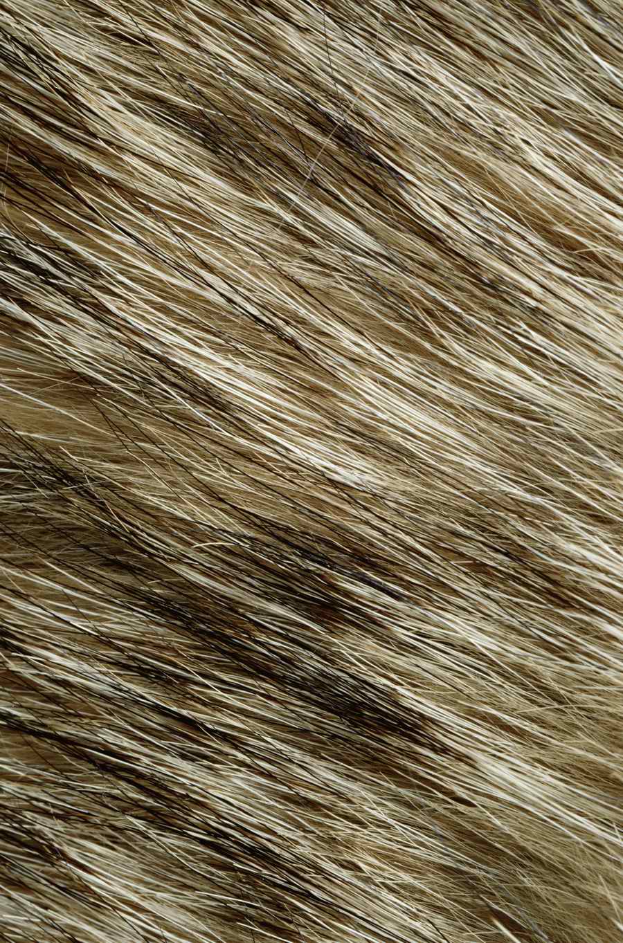 Animal Patterns - Photodisc Background Series ></a>
<script language=JavaScript> 
  var txt = 