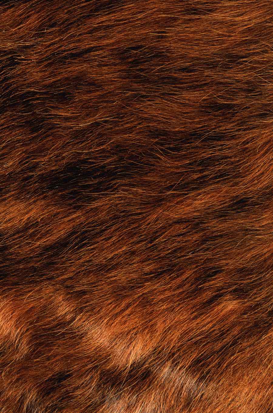 Animal Patterns - Photodisc Background Series ></a>
<script language=JavaScript> 
  var txt = 