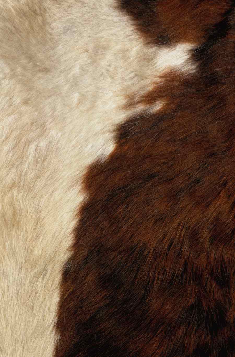 Animal Patterns - Photodisc Background Series ></a>
<script language=JavaScript> 
  var txt = 