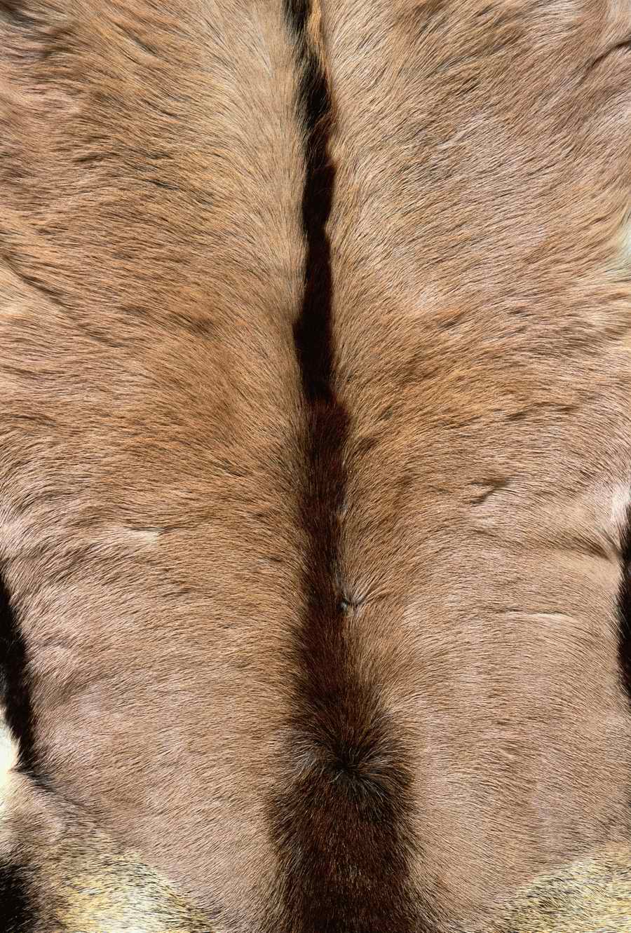 Animal Patterns - Photodisc Background Series ></a>
<script language=JavaScript> 
  var txt = 