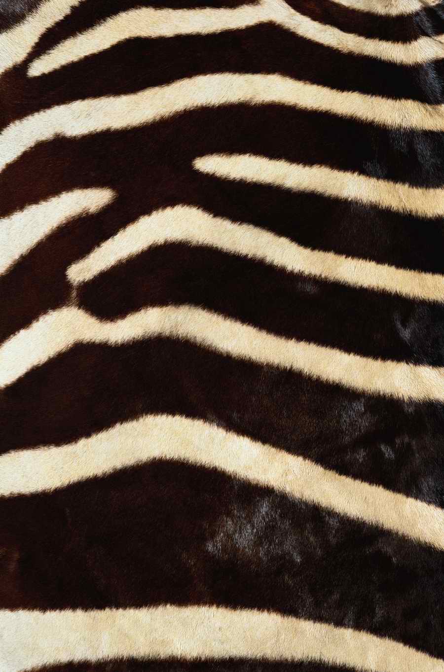 Animal Patterns - Photodisc Background Series ></a>
<script language=JavaScript> 
  var txt = 