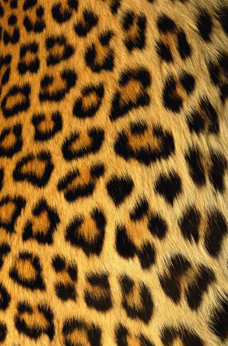 Animal Patterns - Photodisc Background Series ></a>
<script language=JavaScript> 
  var txt = 