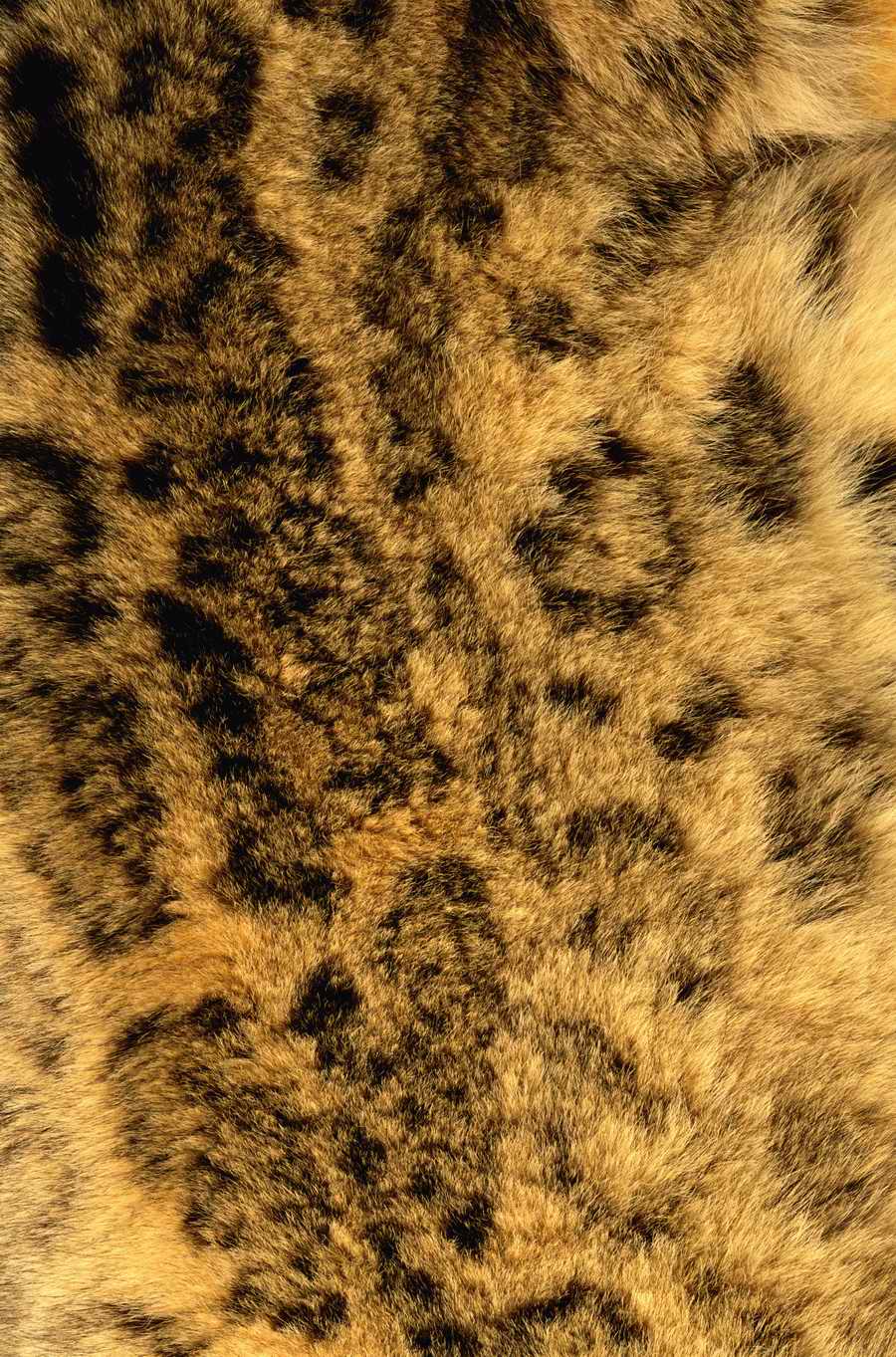 Animal Patterns - Photodisc Background Series ></a>
<script language=JavaScript> 
  var txt = 