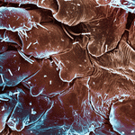 Photodisc Background Series: Electron Microscapes 