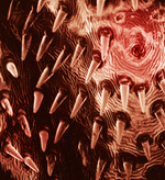 Photodisc Background Series: Electron Microscapes 