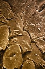 Photodisc Background Series: Electron Microscapes 