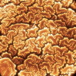 Photodisc Background Series: Electron Microscapes 