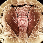 Photodisc Background Series: Electron Microscapes 