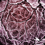 Photodisc Background Series: Electron Microscapes 