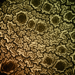 Photodisc Background Series: Electron Microscapes 