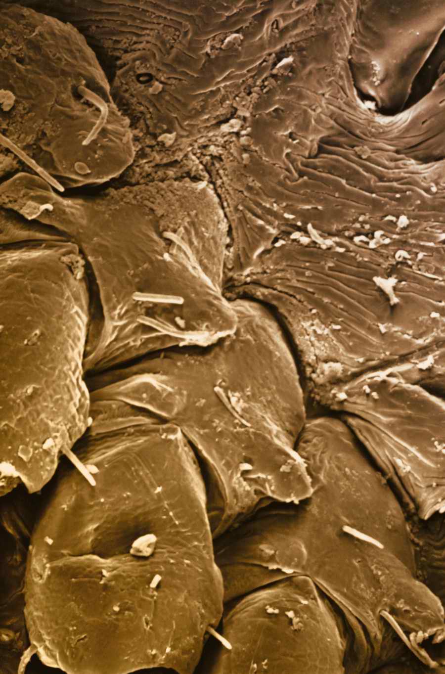 Electron Microscapes - Photodisc Background Series ></a>
<script language=JavaScript> 
  var txt = 