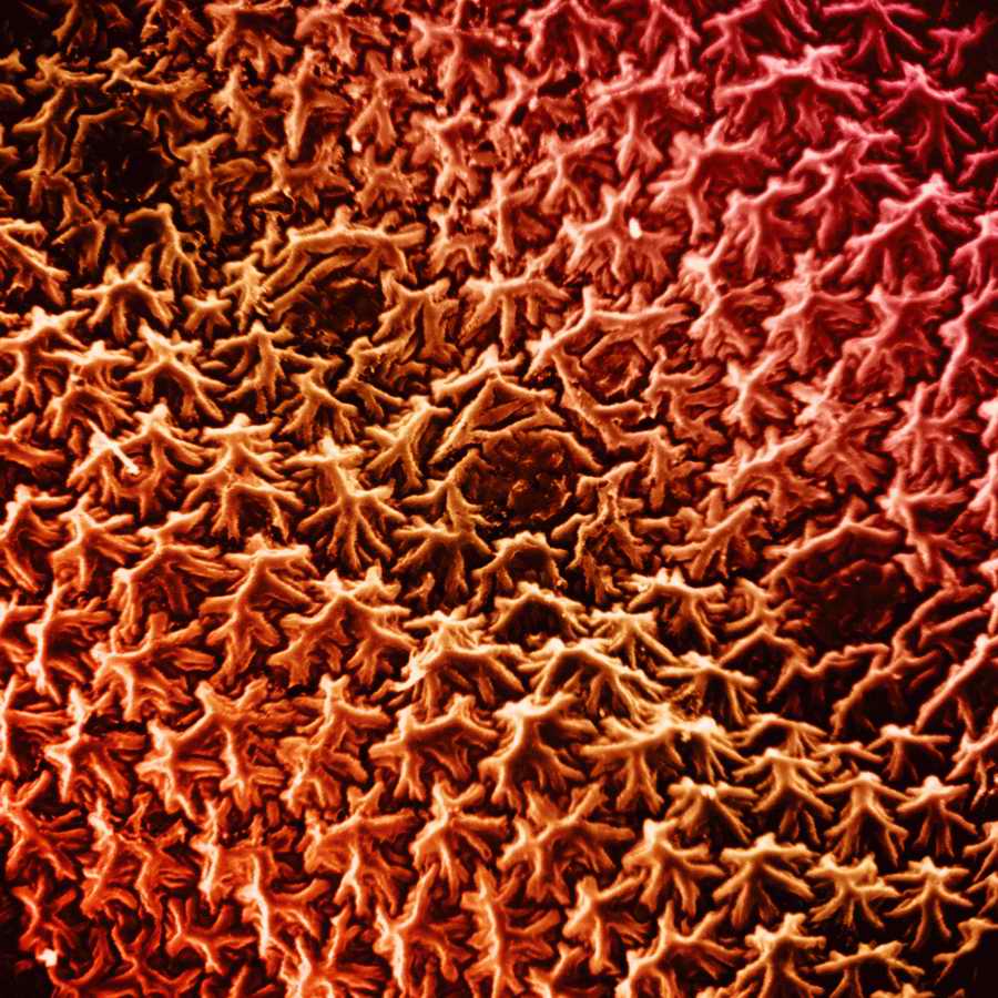 Electron Microscapes - Photodisc Background Series ></a>
<script language=JavaScript> 
  var txt = 