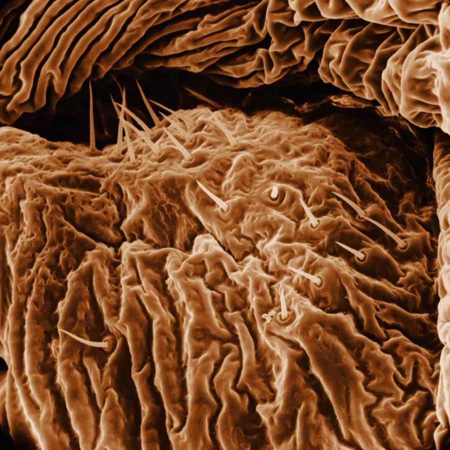 Electron Microscapes - Photodisc Background Series ></a>
<script language=JavaScript> 
  var txt = 