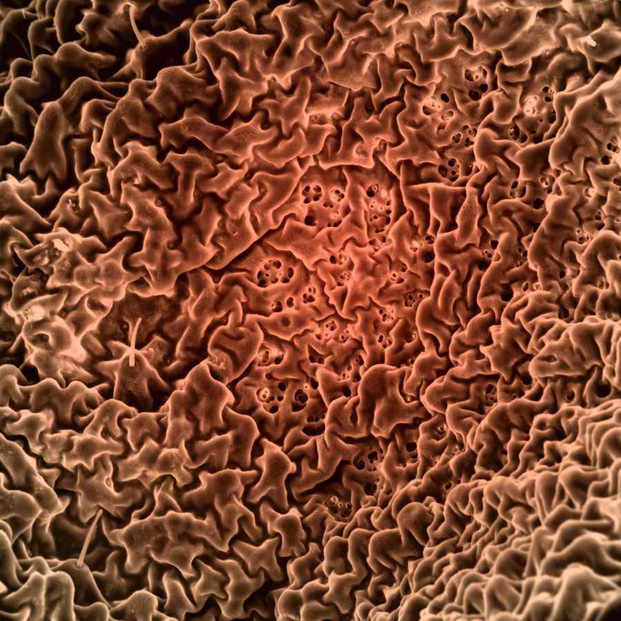 Electron Microscapes - Photodisc Background Series ></a>
<script language=JavaScript> 
  var txt = 
