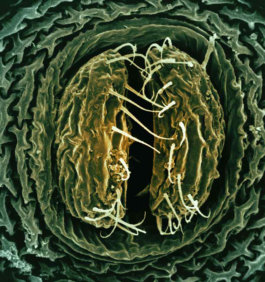 Electron Microscapes - Photodisc Background Series ></a>
<script language=JavaScript> 
  var txt = 