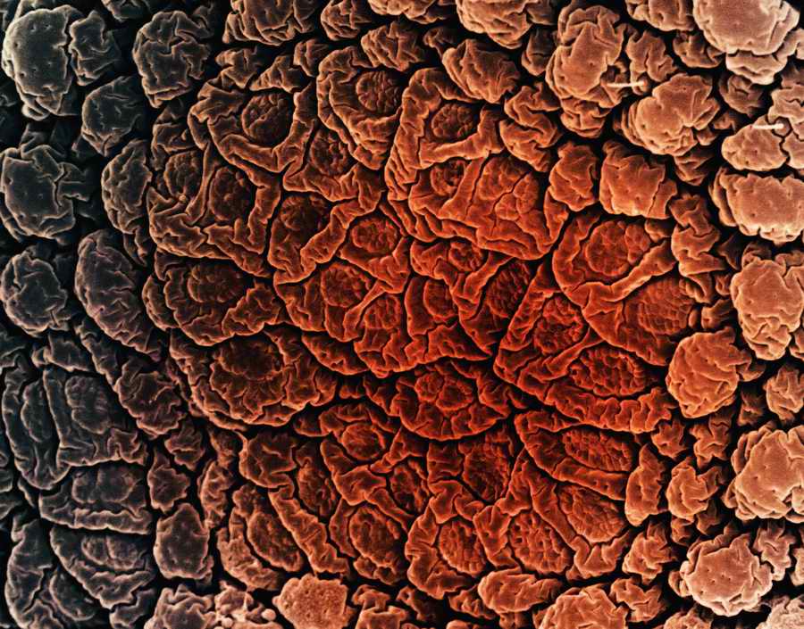 Electron Microscapes - Photodisc Background Series ></a>
<script language=JavaScript> 
  var txt = 