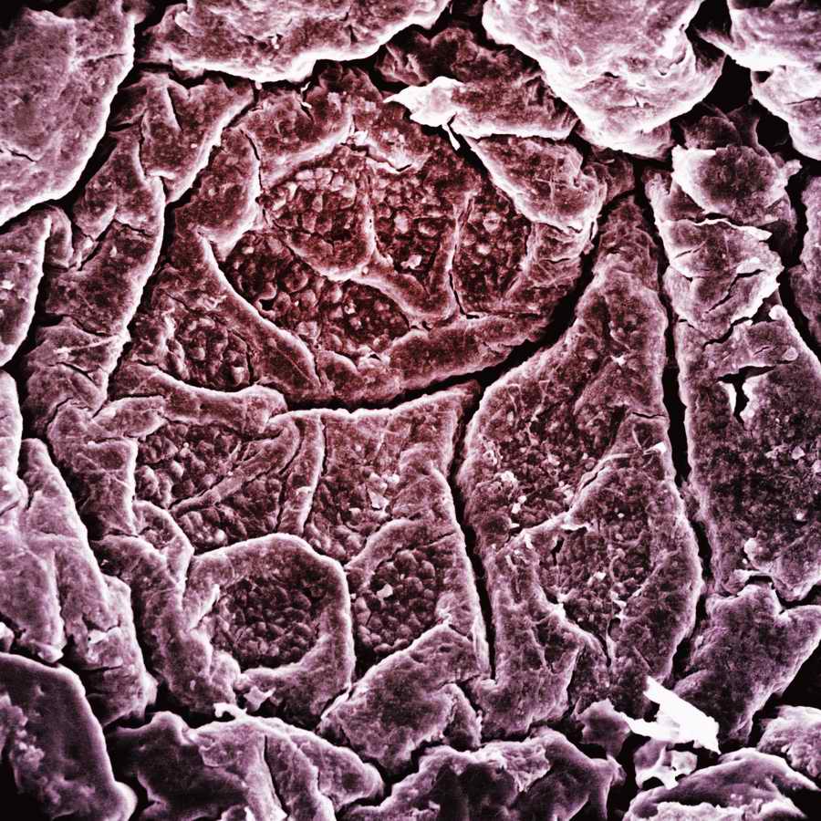 Electron Microscapes - Photodisc Background Series ></a>
<script language=JavaScript> 
  var txt = 
