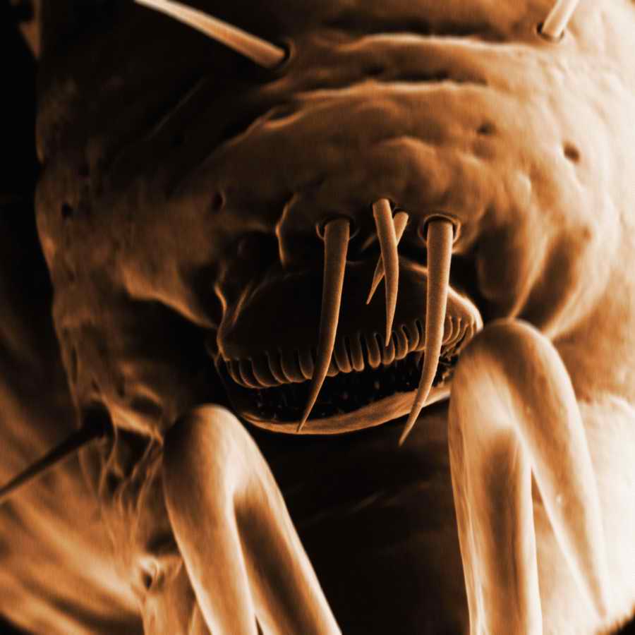 Electron Microscapes - Photodisc Background Series ></a>
<script language=JavaScript> 
  var txt = 