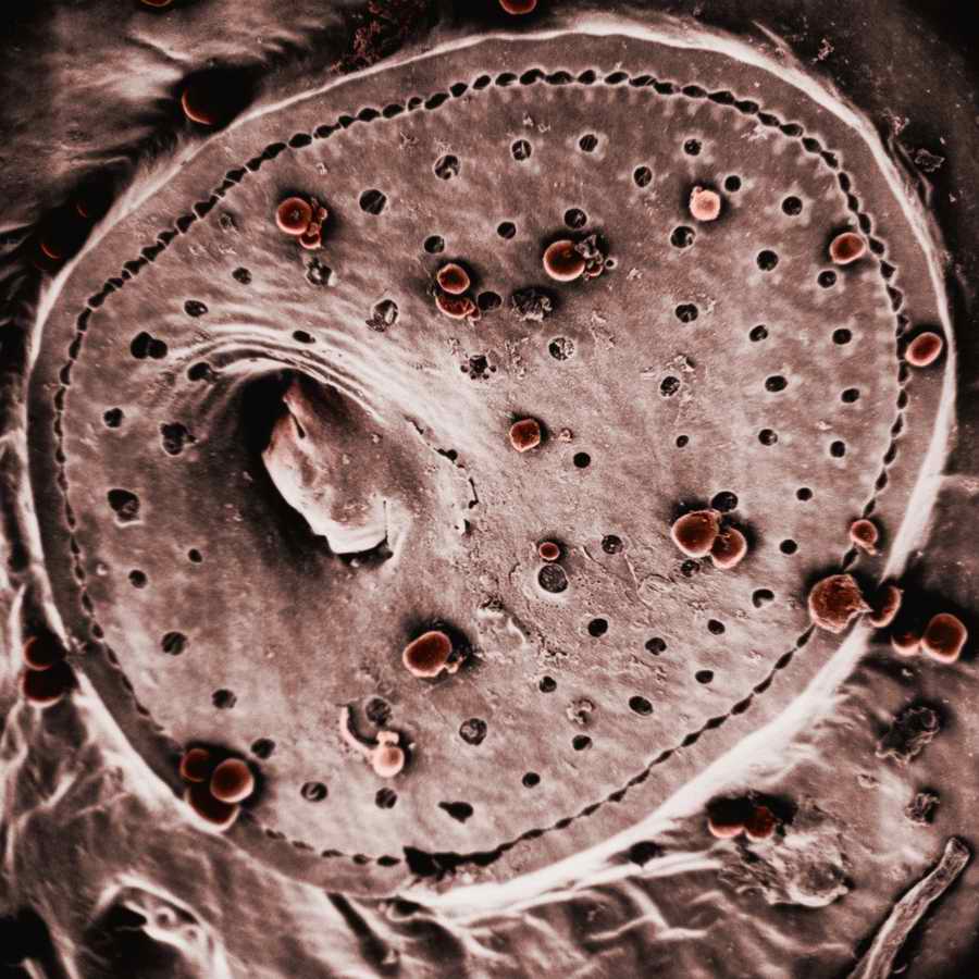 Electron Microscapes - Photodisc Background Series ></a>
<script language=JavaScript> 
  var txt = 