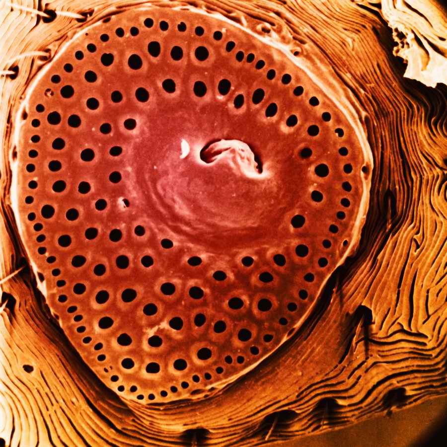 Electron Microscapes - Photodisc Background Series ></a>
<script language=JavaScript> 
  var txt = 