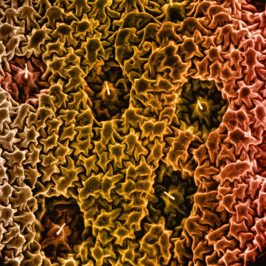 Electron Microscapes - Photodisc Background Series ></a>
<script language=JavaScript> 
  var txt = 