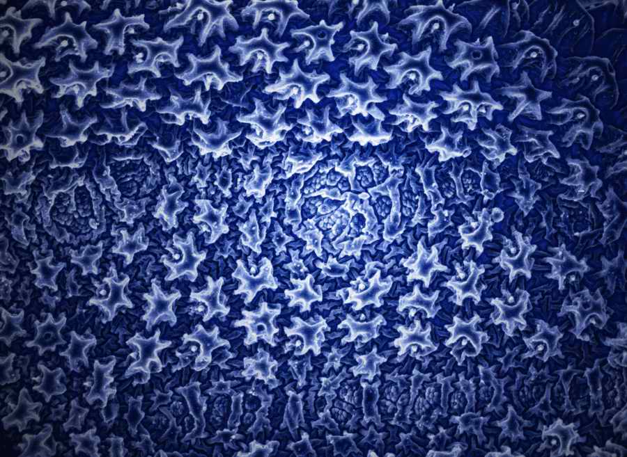 Electron Microscapes - Photodisc Background Series ></a>
<script language=JavaScript> 
  var txt = 